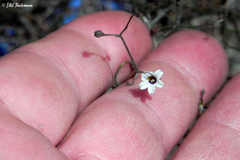 Reyesia chilensis