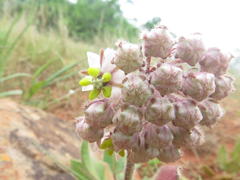Asclepias albens