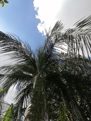 Pseudophoenix vinifera