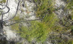 Nanobubon capillaceum