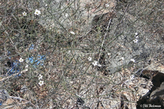 Reyesia chilensis