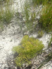 Nanobubon capillaceum