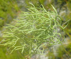 Nanobubon capillaceum
