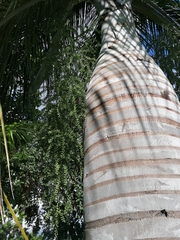 Pseudophoenix vinifera