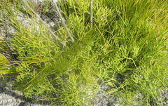 Nanobubon capillaceum
