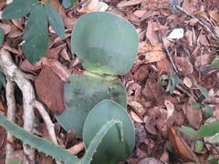 Haemanthus