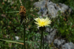 Crepis albida