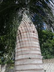 Pseudophoenix vinifera