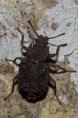 Syrphetodes marginatus