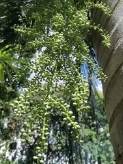 Pseudophoenix vinifera