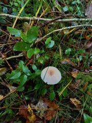 Cystoderma carcharias