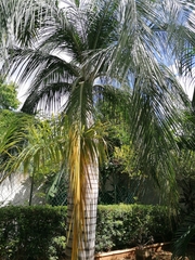 Pseudophoenix vinifera