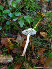 Cystoderma carcharias