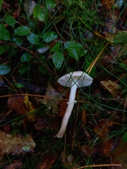 Cystoderma carcharias