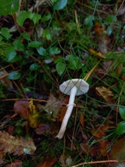 Cystoderma carcharias