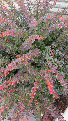 Berberis thunbergii
