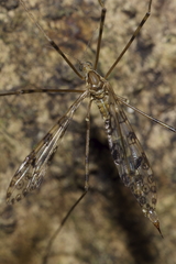 Austrolimnophila argus