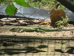 Ameiva ameiva