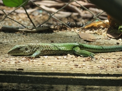 Ameiva ameiva