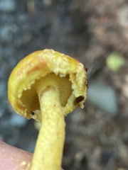 Suillus hirtellus