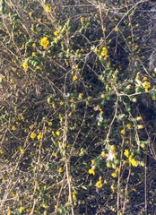 Deinandra mohavensis