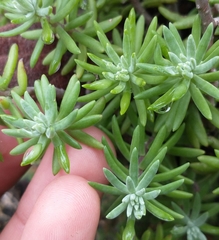Sedum griseum