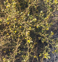 Deinandra mohavensis