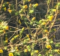 Deinandra mohavensis