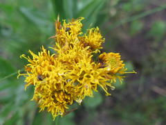 Berkheya umbellata