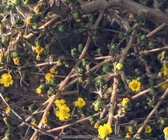 Deinandra mohavensis