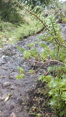 Sedum griseum