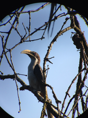 Ocyceros gingalensis