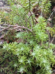 Sedum griseum