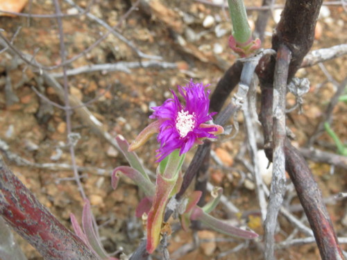 Mitrophyllum roseum