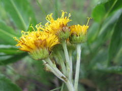 Berkheya umbellata