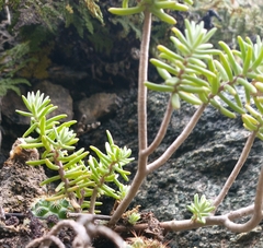 Sedum griseum