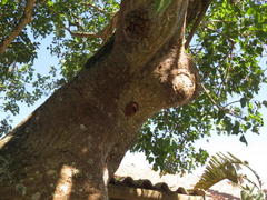 Synagris analis