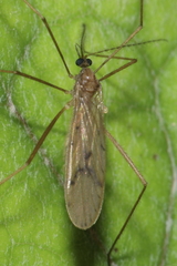 Amphineurus insulsus