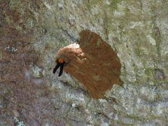 Synagris analis