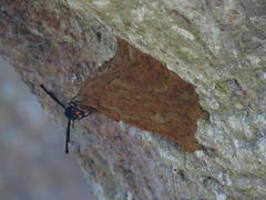 Synagris analis