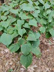 Tilia cordata