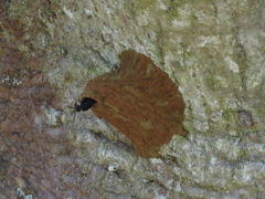 Synagris analis