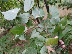 Tilia cordata