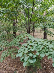 Tilia cordata