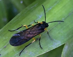 Sterictiphorinae