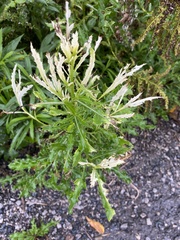 Pseudomonas