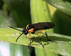 Sterictiphorinae