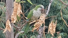 Myiopsitta monachus