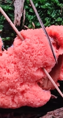 Tubifera ferruginosa