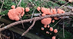 Tubifera ferruginosa